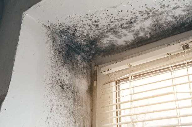 Affordable Black Mold Remediation solutions in Kennedyville, MD